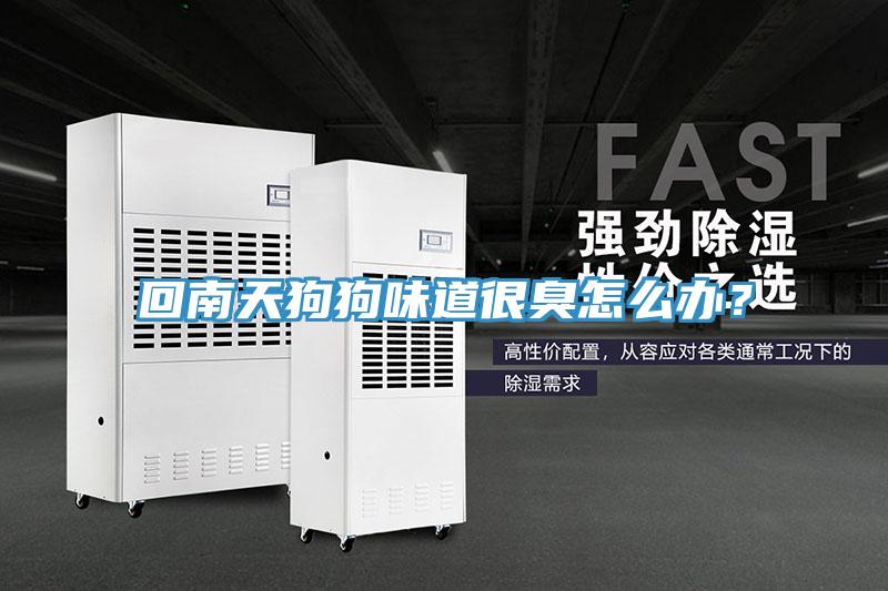 回南天狗狗味道很臭怎么辦?