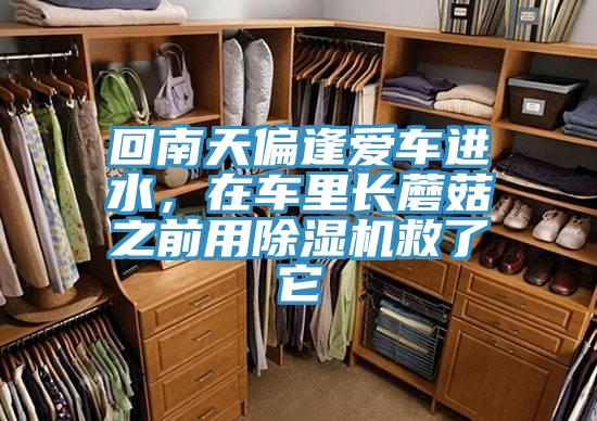 回南天偏逢愛車進(jìn)水，在車?yán)镩L蘑菇之前用除濕機救了它