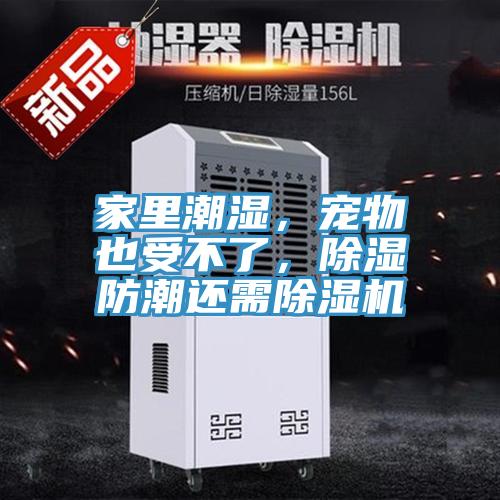 家里潮濕，寵物也受不了，除濕防潮還需除濕機